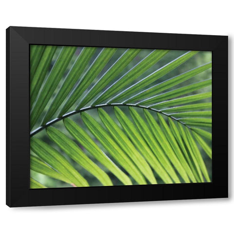 Green Palm I Black Modern Wood Framed Art Print with Double Matting by Larson, Scott