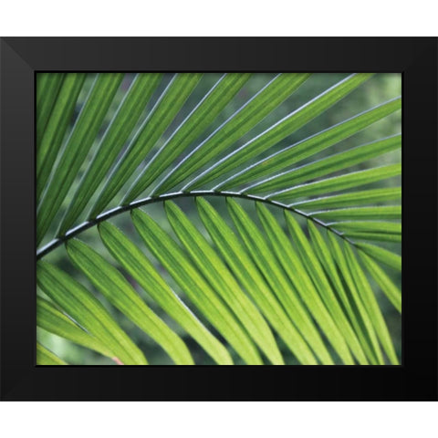 Green Palm I Black Modern Wood Framed Art Print by Larson, Scott
