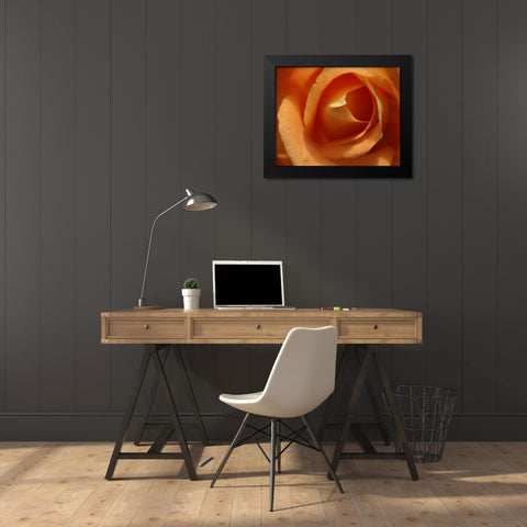 Single Rose I Black Modern Wood Framed Art Print by Larson, Scott