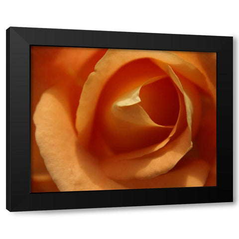 Single Rose I Black Modern Wood Framed Art Print by Larson, Scott