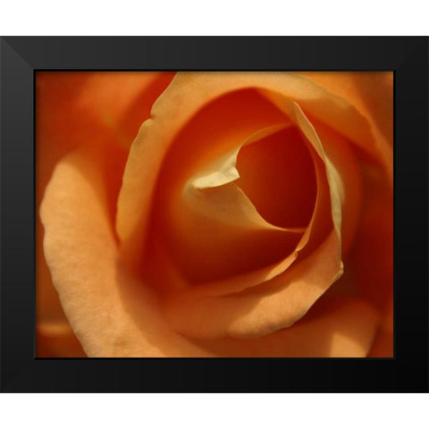 Single Rose I Black Modern Wood Framed Art Print by Larson, Scott