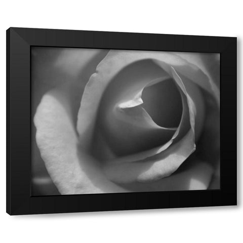 Single Rose II Black Modern Wood Framed Art Print with Double Matting by Larson, Scott
