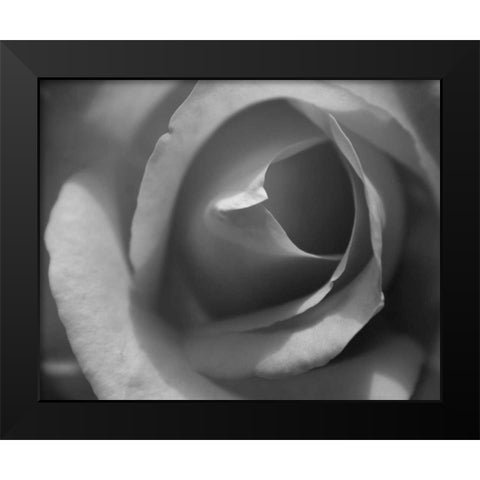 Single Rose II Black Modern Wood Framed Art Print by Larson, Scott