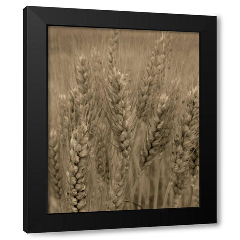 Turning Grain V Black Modern Wood Framed Art Print by Larson, Scott