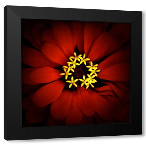 Red Zinnia Black Modern Wood Framed Art Print with Double Matting by Leahy, Ike