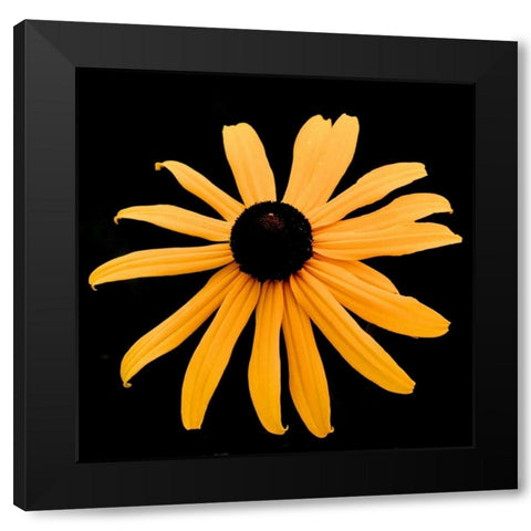 Rebecca Daisy Black Modern Wood Framed Art Print by Leahy, Ike
