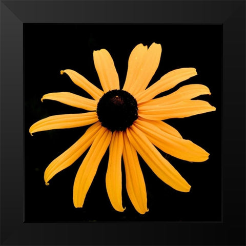 Rebecca Daisy Black Modern Wood Framed Art Print by Leahy, Ike