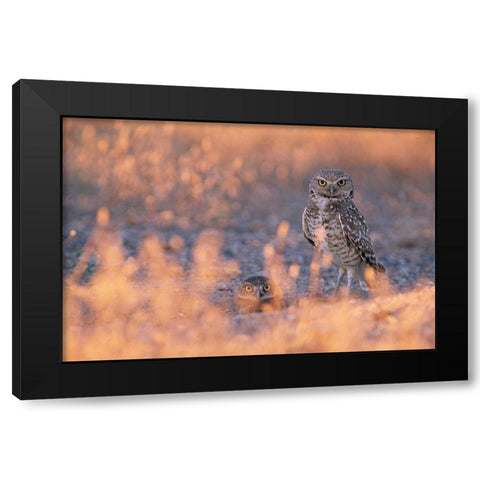Owl Eyes Black Modern Wood Framed Art Print by Leahy, Ike