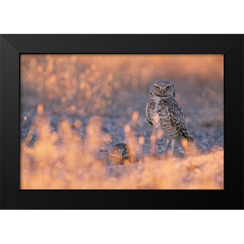 Owl Eyes Black Modern Wood Framed Art Print by Leahy, Ike