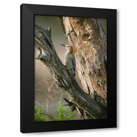 Ladder Back Woodpecker Black Modern Wood Framed Art Print with Double Matting by Leahy, Ike