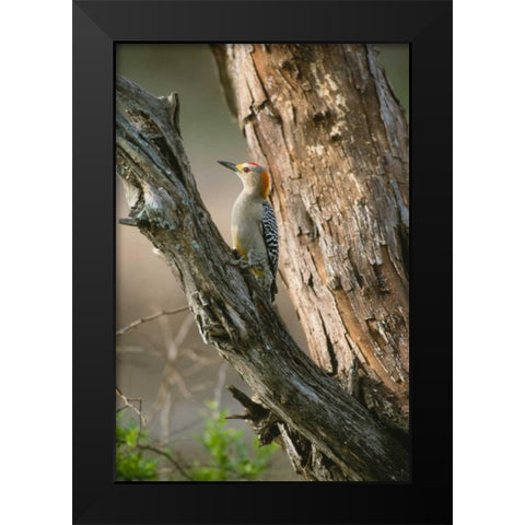 Ladder Back Woodpecker Black Modern Wood Framed Art Print by Leahy, Ike
