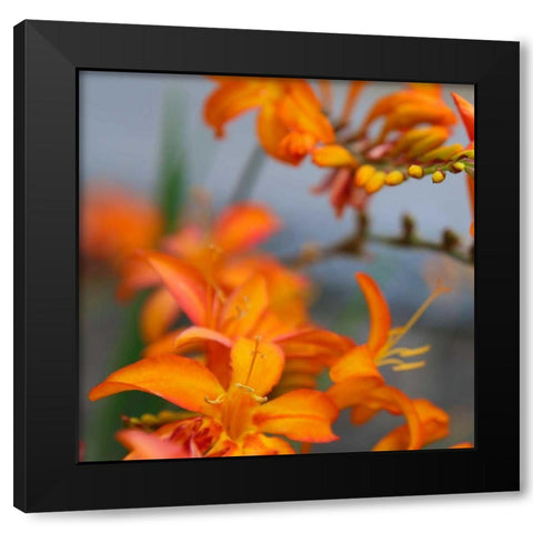 Orange Lilies I Black Modern Wood Framed Art Print with Double Matting by Leahy, Ike