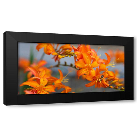 Orange Lilies III Black Modern Wood Framed Art Print with Double Matting by Leahy, Ike