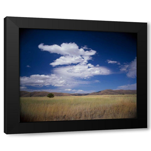 Lone Tree Black Modern Wood Framed Art Print with Double Matting by Leahy, Ike