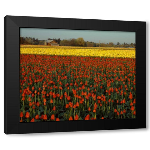 Tulips in Mt. Vernon Black Modern Wood Framed Art Print with Double Matting by Leahy, Ike