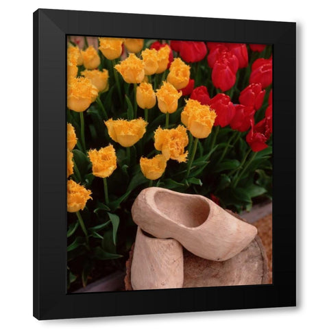 Wooden Shoe Tulips Black Modern Wood Framed Art Print with Double Matting by Leahy, Ike