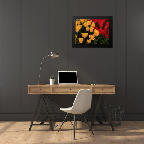 Tulips Black Modern Wood Framed Art Print by Leahy, Ike