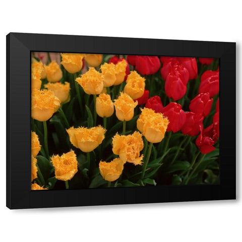 Tulips Black Modern Wood Framed Art Print with Double Matting by Leahy, Ike