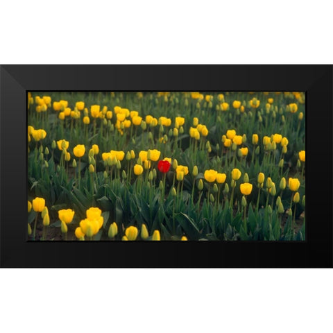 Me Black Modern Wood Framed Art Print by Leahy, Ike