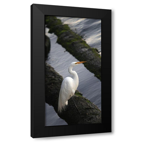 White Crane Black Modern Wood Framed Art Print by Leahy, Ike
