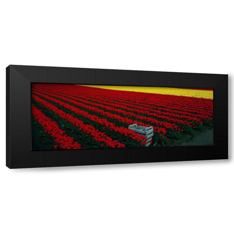 Spring Tulips Black Modern Wood Framed Art Print by Leahy, Ike