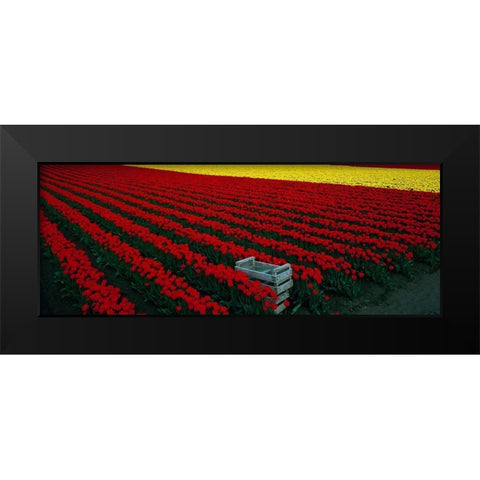 Spring Tulips Black Modern Wood Framed Art Print by Leahy, Ike