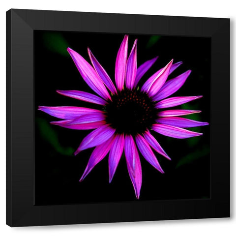 Pink Cone Flower Black Modern Wood Framed Art Print by Leahy, Ike