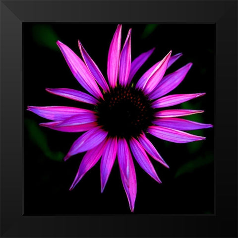 Pink Cone Flower Black Modern Wood Framed Art Print by Leahy, Ike
