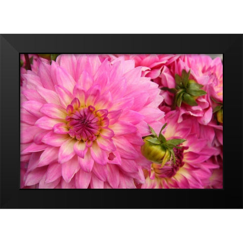 Spring Garden II Black Modern Wood Framed Art Print by Love, Maureen