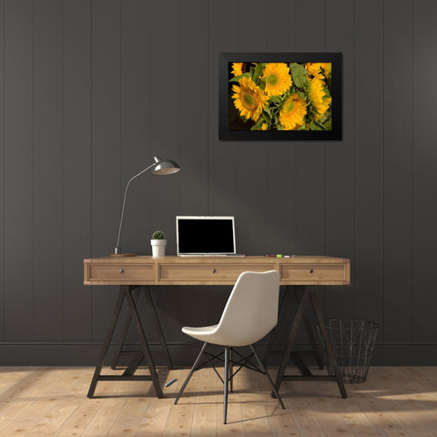 Sunflower I Black Modern Wood Framed Art Print by Love, Maureen