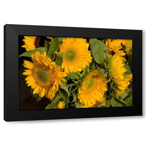 Sunflower I Black Modern Wood Framed Art Print by Love, Maureen