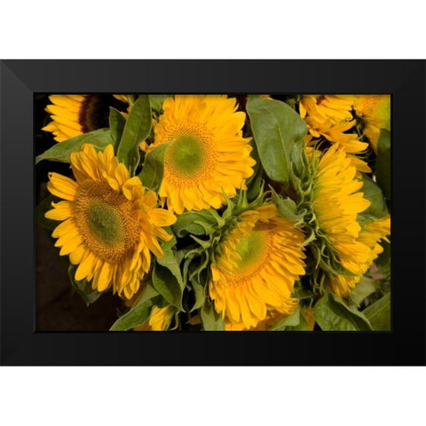 Sunflower I Black Modern Wood Framed Art Print by Love, Maureen