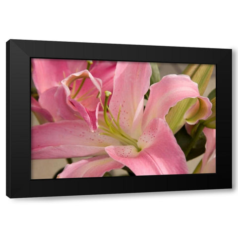 Soft Pink Lily I Black Modern Wood Framed Art Print by Love, Maureen