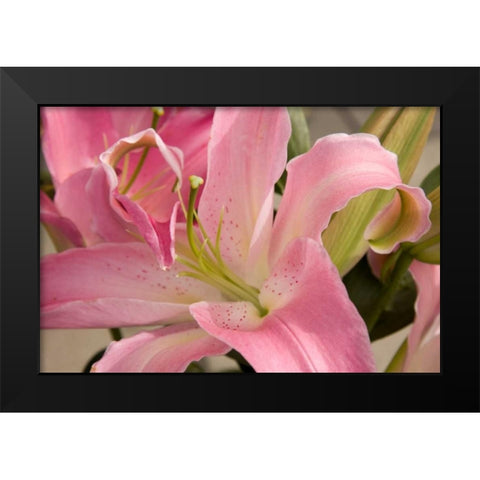 Soft Pink Lily I Black Modern Wood Framed Art Print by Love, Maureen
