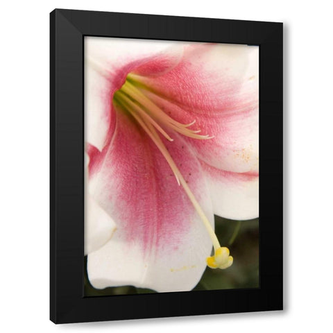 Soft Pink Lily II Black Modern Wood Framed Art Print with Double Matting by Love, Maureen