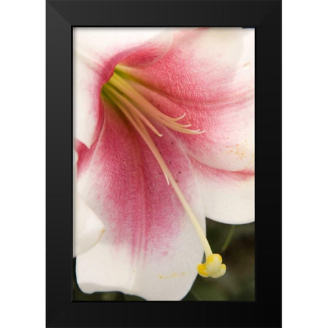Soft Pink Lily II Black Modern Wood Framed Art Print by Love, Maureen