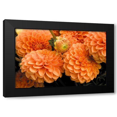 Peach Dalhia I Black Modern Wood Framed Art Print with Double Matting by Love, Maureen