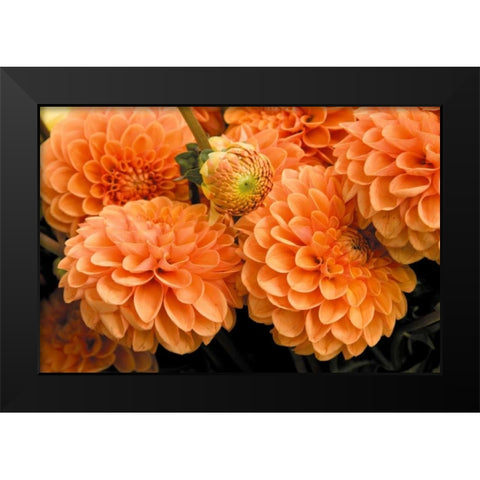 Peach Dalhia I Black Modern Wood Framed Art Print by Love, Maureen