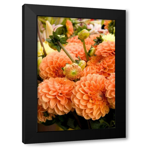 Peach Dalhia II Black Modern Wood Framed Art Print with Double Matting by Love, Maureen