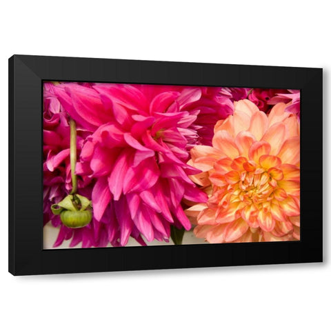 Fuschia Dalhia III Black Modern Wood Framed Art Print by Love, Maureen