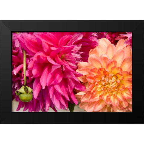 Fuschia Dalhia III Black Modern Wood Framed Art Print by Love, Maureen