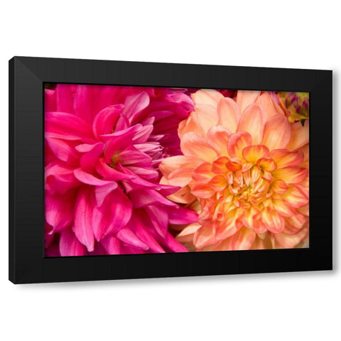 Fuschia Dalhia IV Black Modern Wood Framed Art Print by Love, Maureen