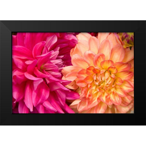 Fuschia Dalhia IV Black Modern Wood Framed Art Print by Love, Maureen