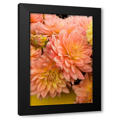 Peach Dalhia III Black Modern Wood Framed Art Print with Double Matting by Love, Maureen
