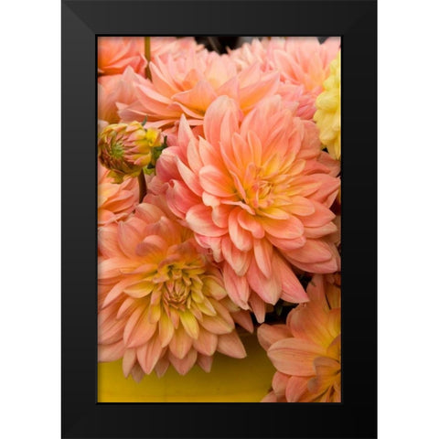 Peach Dalhia III Black Modern Wood Framed Art Print by Love, Maureen