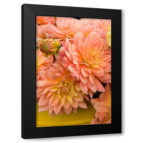 Peach Dalhia IV Black Modern Wood Framed Art Print with Double Matting by Love, Maureen