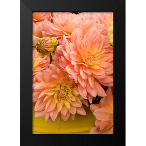 Peach Dalhia IV Black Modern Wood Framed Art Print by Love, Maureen