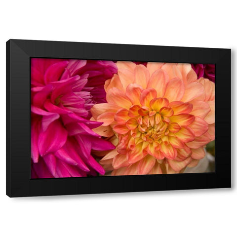 Fuschia Dalhia V Black Modern Wood Framed Art Print by Love, Maureen