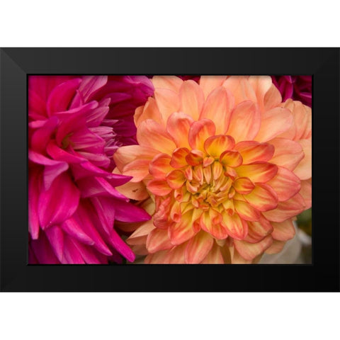 Fuschia Dalhia V Black Modern Wood Framed Art Print by Love, Maureen