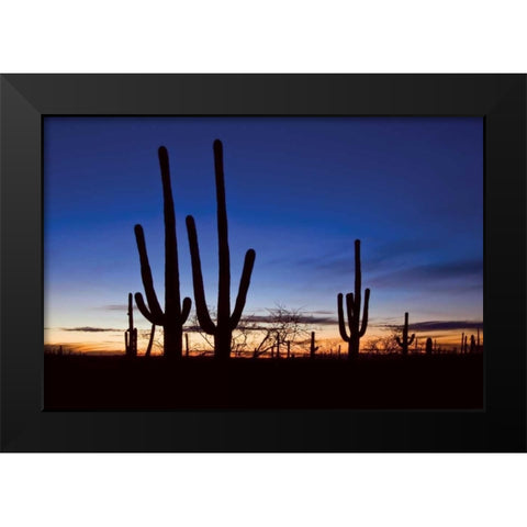 Classic Saguaro Sunset II Black Modern Wood Framed Art Print by Malvin, Larry